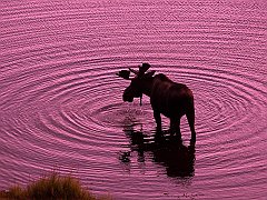 Bull Moose, Denali National Park, Alaska